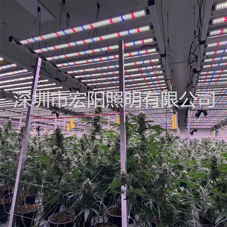 出口泰国八爪鱼植物灯案例分享