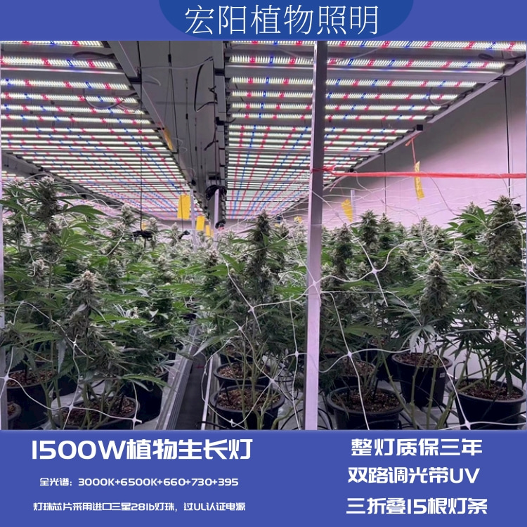 大功率1500W植物灯适用于泰国大棚麻药种植补光灯 全光谱植物生长灯